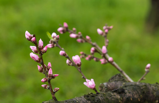 桃花