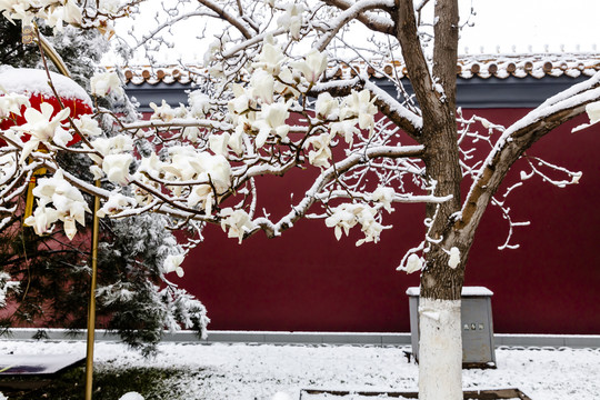 北京城市红墙雪景