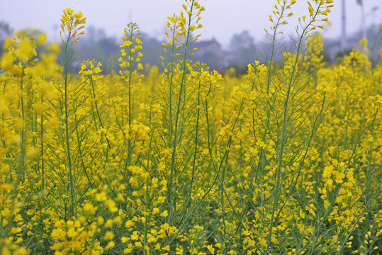 油菜花