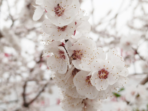 櫻花