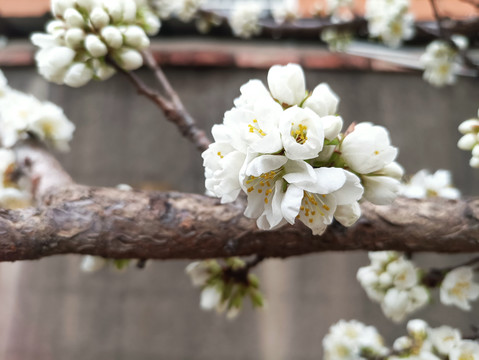 白花