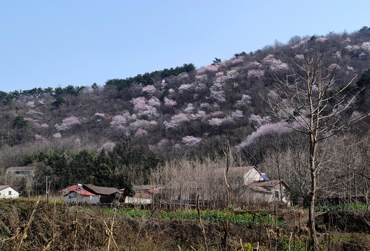 樱花