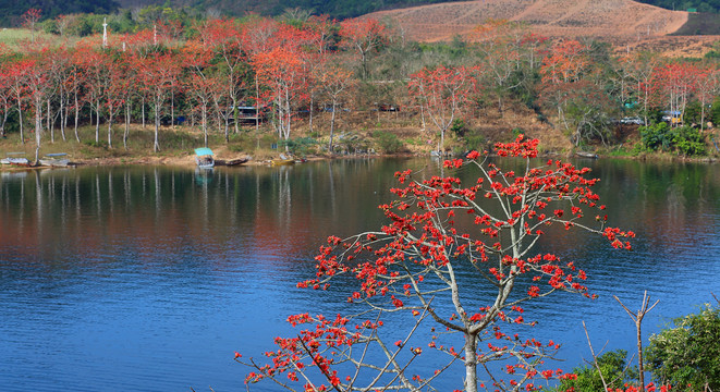 昌江木棉花