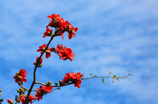 木棉花