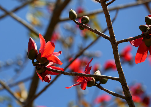 昌江木棉花