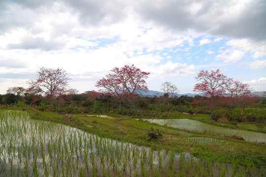 木棉和稻田