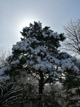 大雪压青松