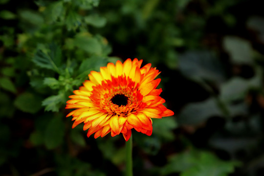 菊花特写