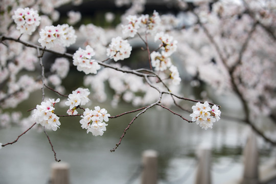 春天里的樱花