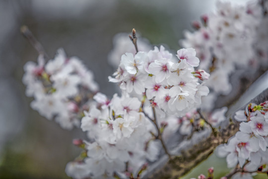 春天里的樱花