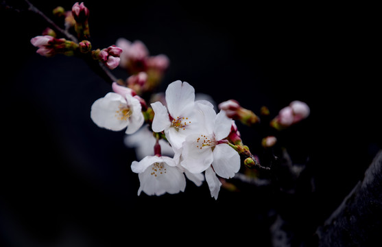 春天里的樱花