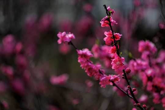 唯美红色碧桃花