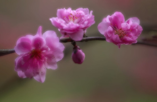 一枝三朵粉红桃花