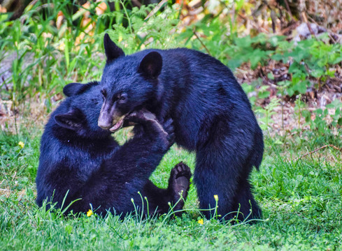黑熊和棕熊