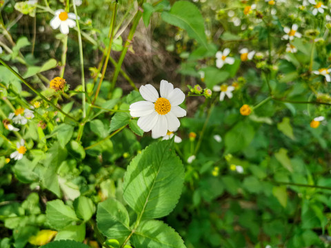 野菊