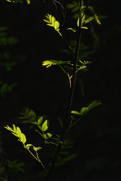 春天户外绿色植物阳光下的树叶