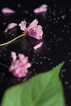 春天粉色樱花花朵背景