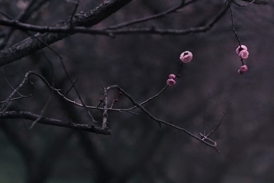 春天梅花山梅花林粉色唯美背景