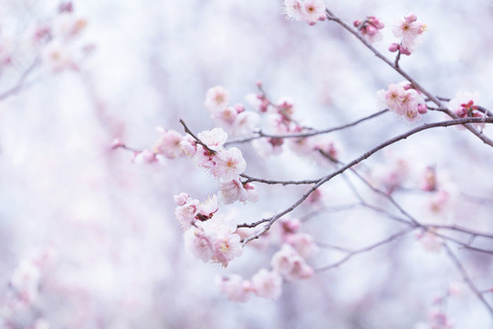 春天梅花山梅花林粉色唯美背景