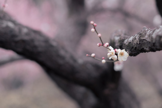 春天粉色梅花林树林花开