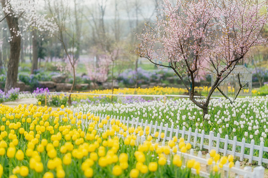 春天郁金香花丛花海春色满园