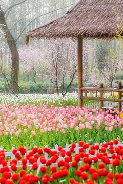 春天郁金香花丛花海春色满园