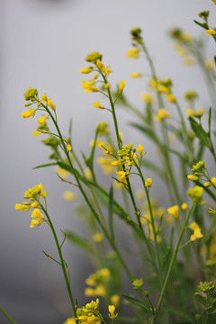 油菜花