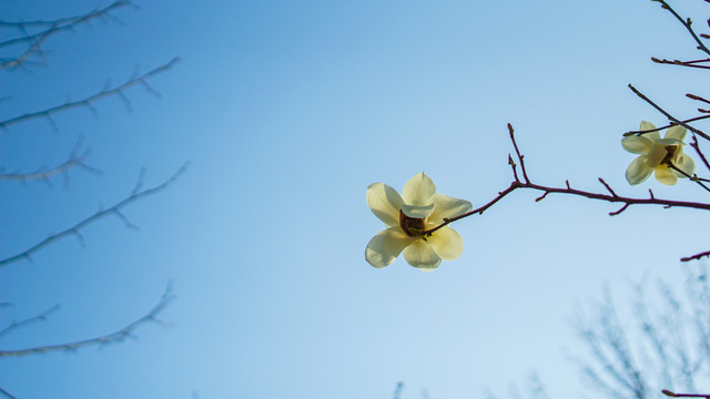 玉兰花