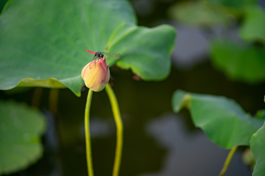 蜻蜓和荷花的花苞