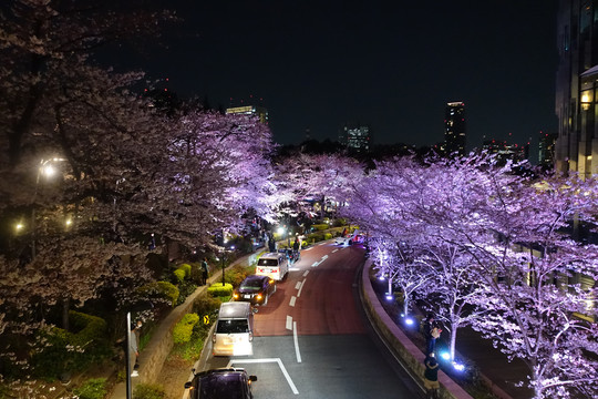 六本木夜樱