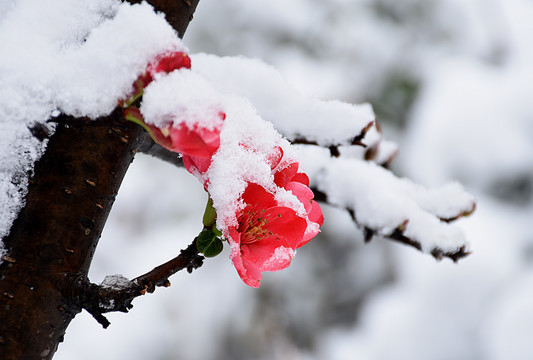 木瓜花绽放不畏严寒雪中开放