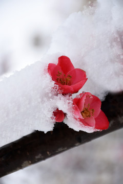 木瓜花绽放不畏严寒雪中开放