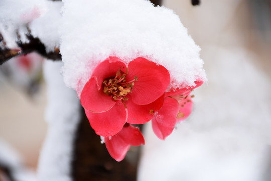 木瓜花绽放不畏严寒雪中开放