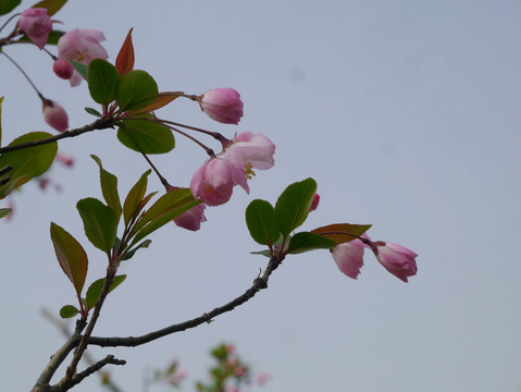 海棠花