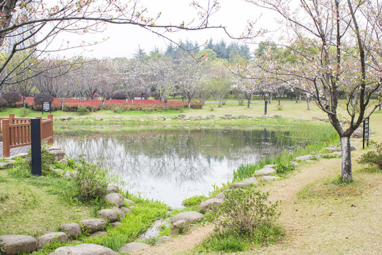 屈原公园樱花