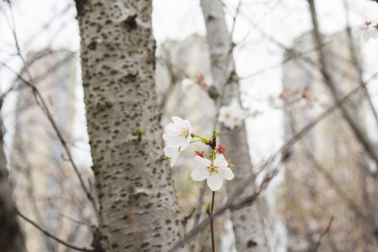 樱花