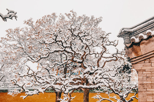 北京雪景