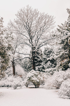 北京雪景