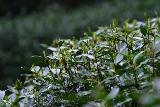 杭州西湖龙井茶春雨春茶嫩芽