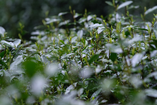 杭州西湖龙井茶春雨春茶嫩芽