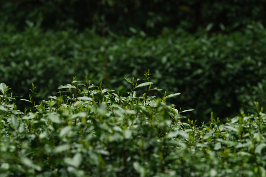 杭州西湖龙井茶春雨春茶嫩芽