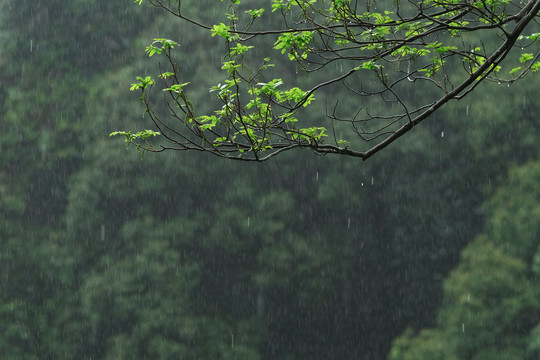 春天春雨植物发芽嫩芽