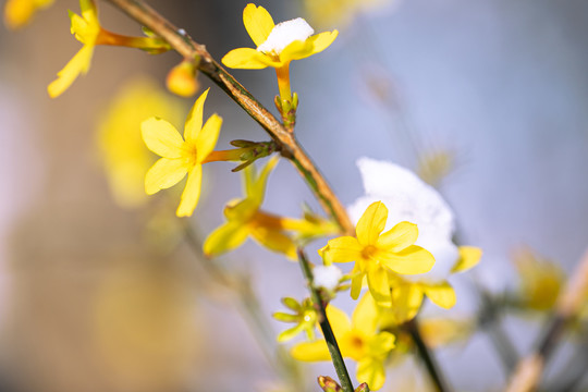 雪中迎春花