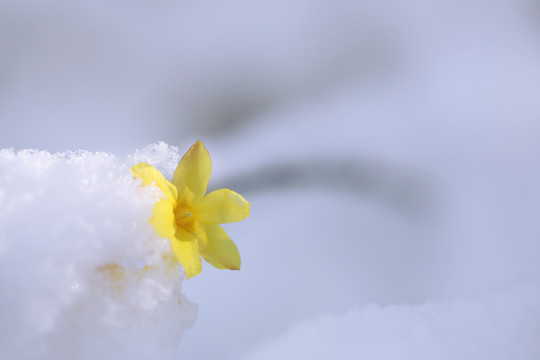 雪中迎春花