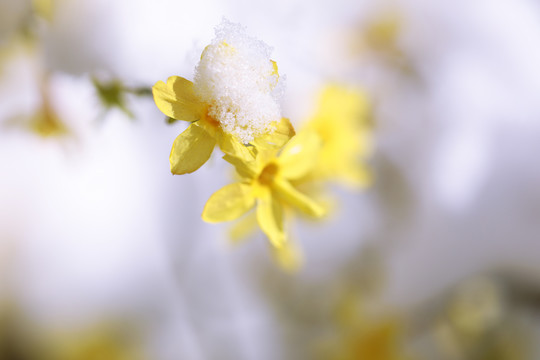 雪中迎春花