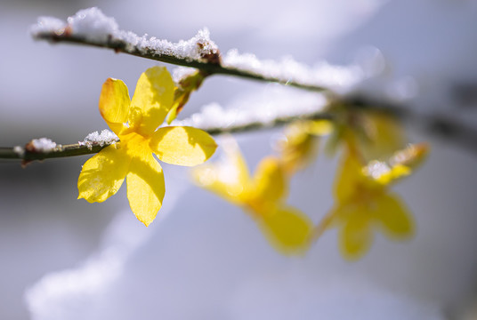 雪中迎春花