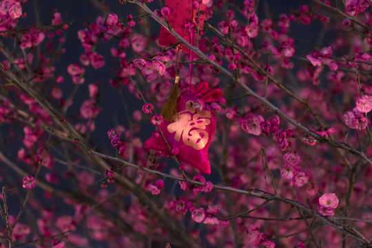 夜梅福袋