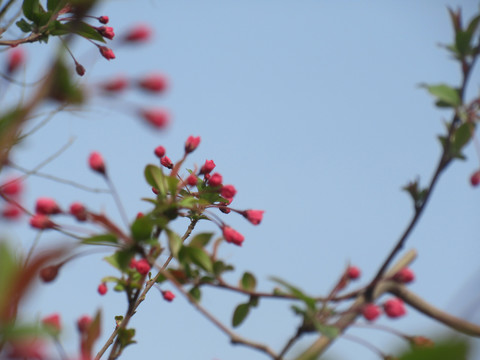 海棠花