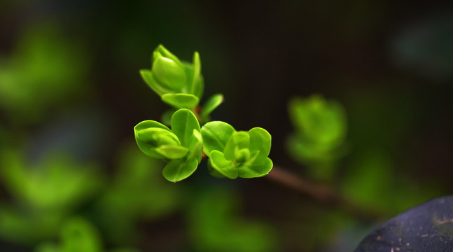 春天的新芽