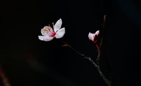 唯美樱花